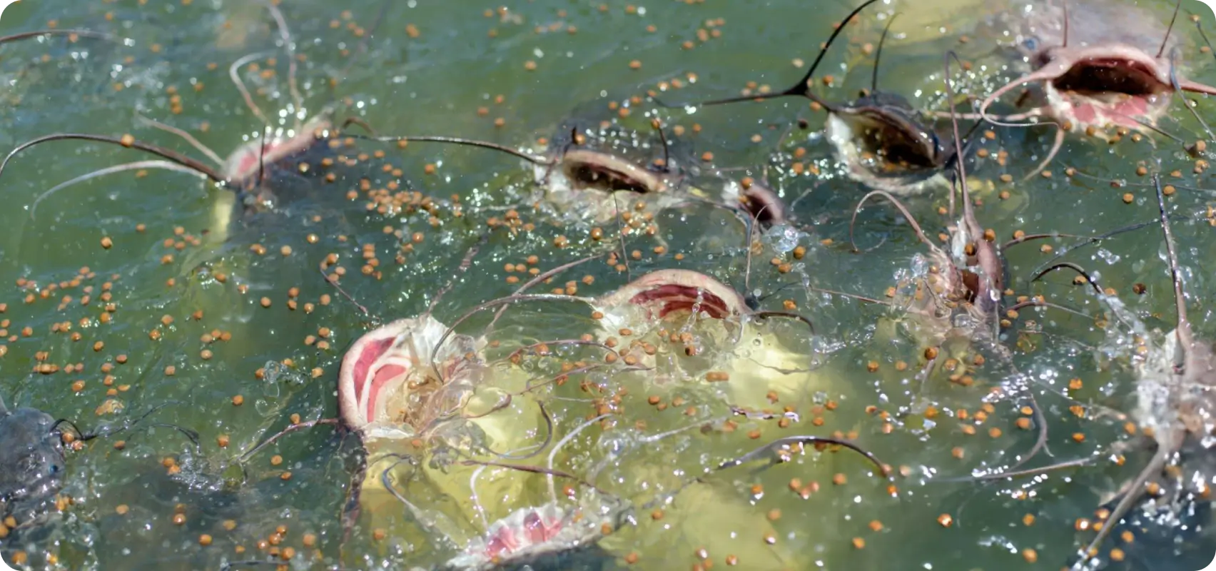 Diseases of Fish and their Control