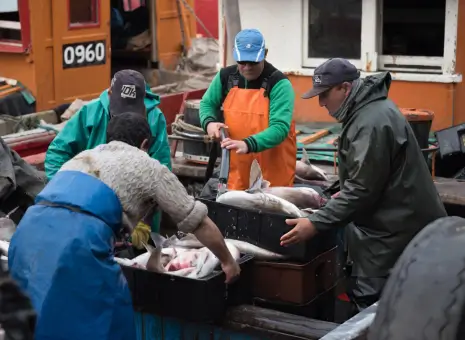 Establishment of Model Fish Market at Lahore (Feasibility Study)