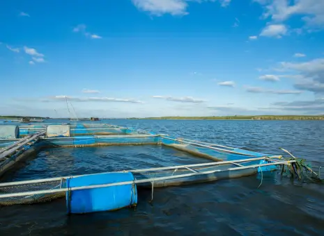 Aquaculture: Shrimp Farming in Punjab (2024-28)
